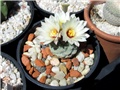 strombocactus disciformis